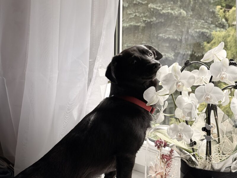 Zaginął mały piesek