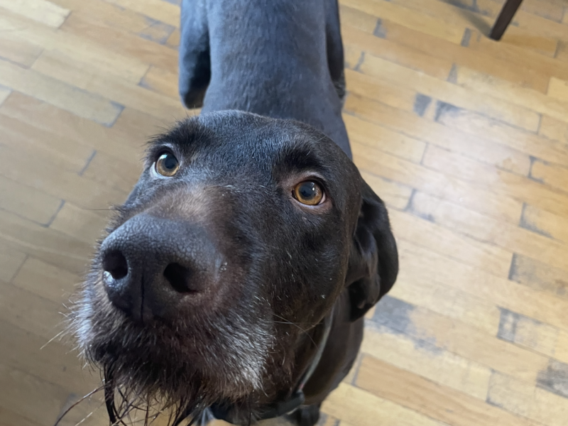 Zaginął ukochany pies Hektor