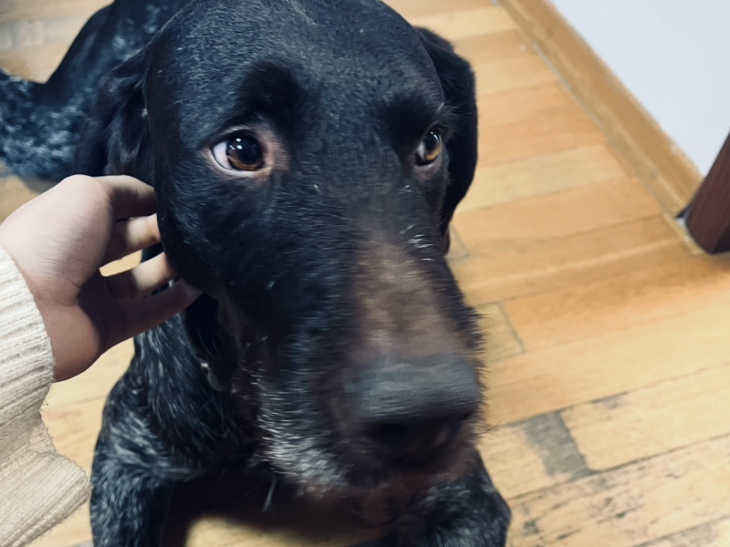 Zaginął ukochany pies Hektor