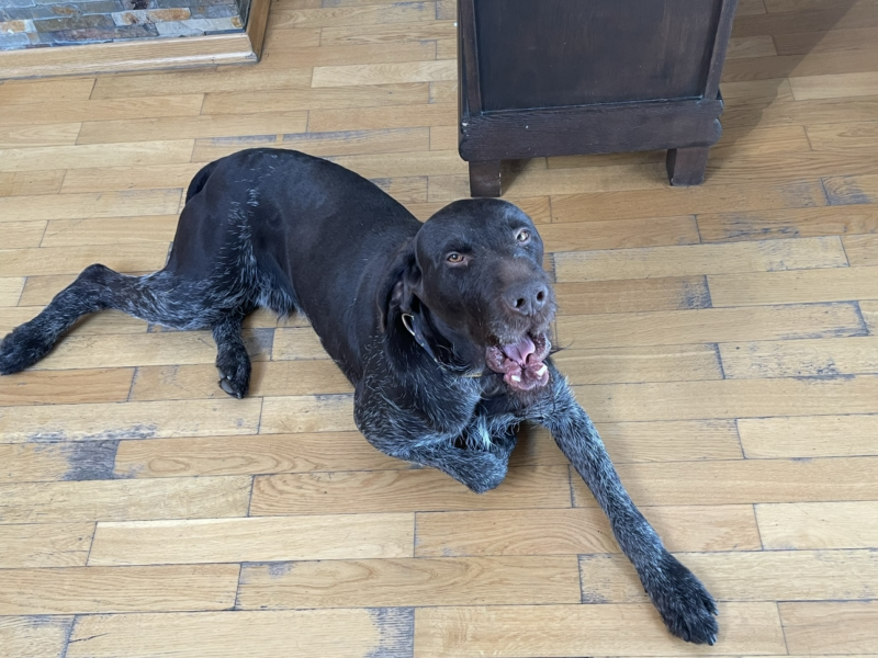 Zaginął ukochany pies Hektor