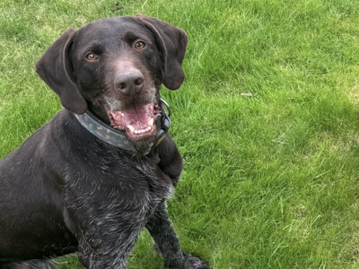 Zaginął ukochany pies Hektor