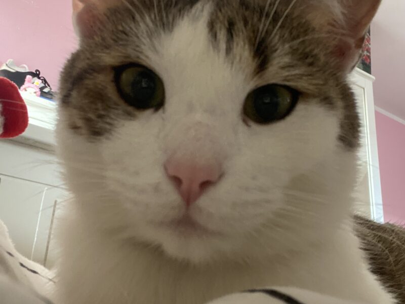 SZUKAMY KOTKI MARYSI