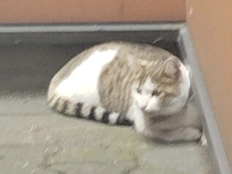 SZUKAMY KOTKI MARYSI