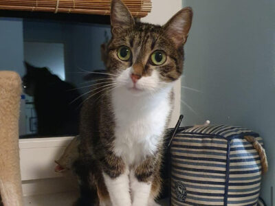 Zaginęła kotka Diuna