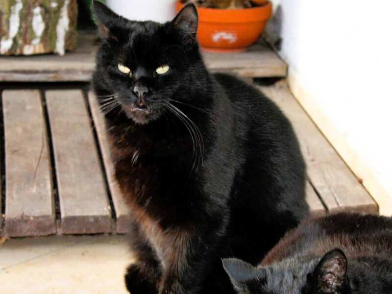 Zaginął kotek Kiziołek