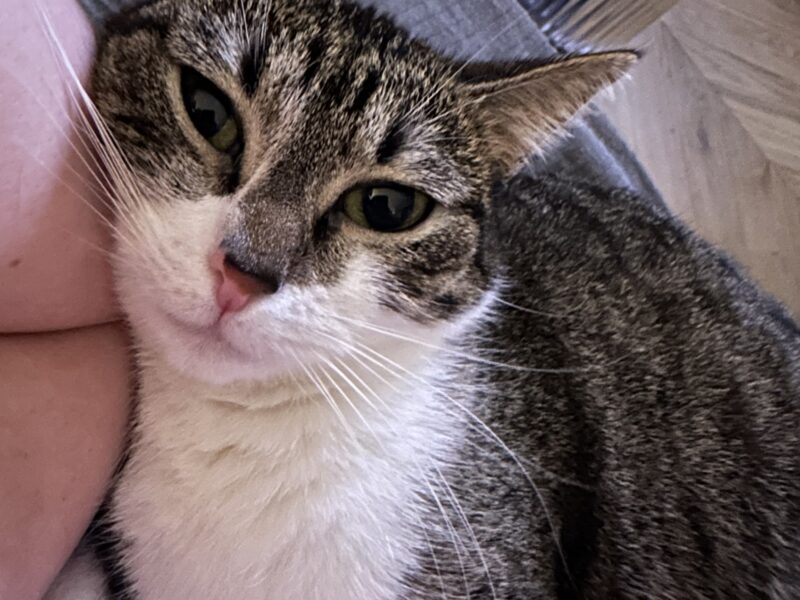 Zaginęła kotka Diuna