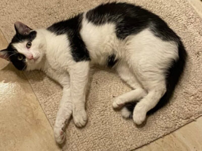 Zaginął kotek Brzuszek