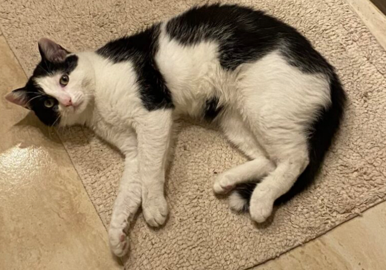 Zaginął kotek Brzuszek