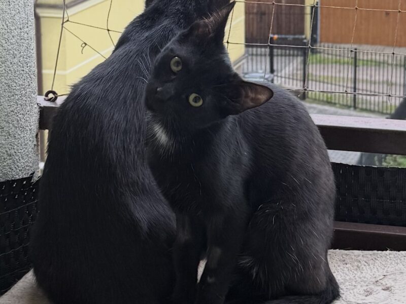 ZAGINĄŁ KOTEK KAZIU