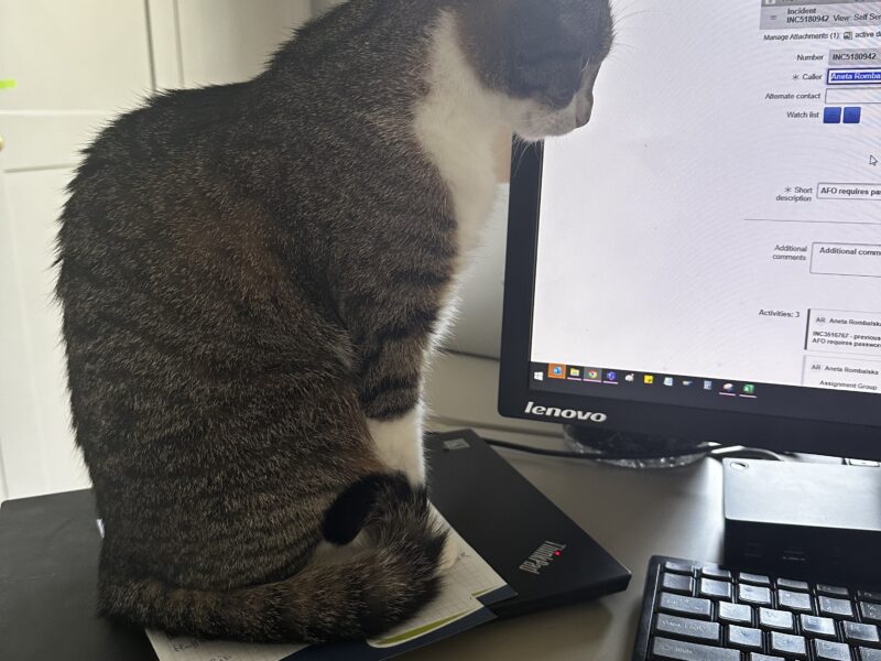 Zaginęła kotka Diuna