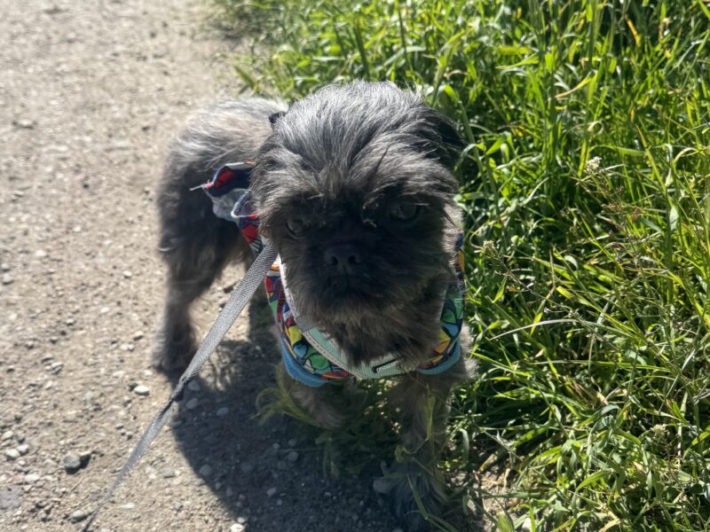 Zaginęła suczka Shih tzu !!!