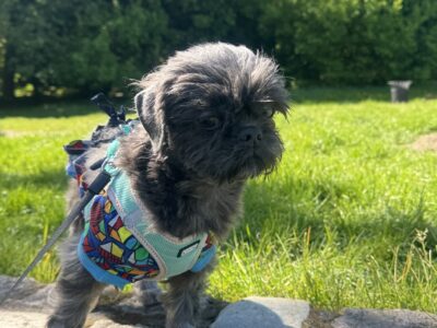 Zaginęła suczka Shih tzu !!!