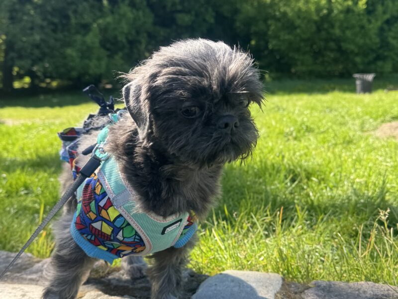 Zaginęła suczka Shih tzu !!!
