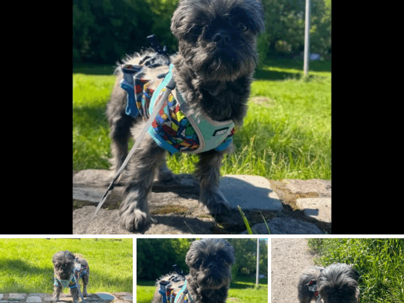 Zaginęła suczka Shih tzu !!!