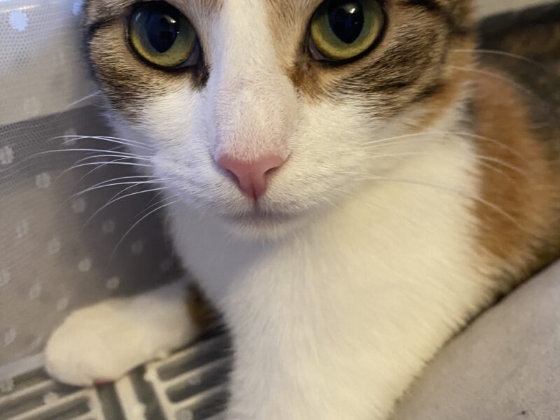 Zaginęła kotka Musia