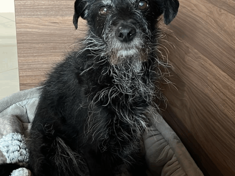 Zaginął Piesek w Rychwałdku