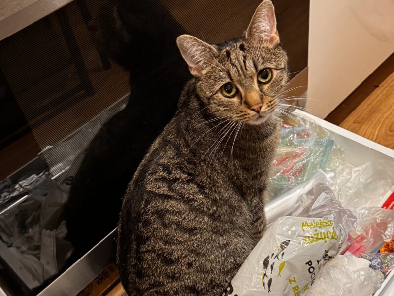 ZAGINĄŁ KOT – PROSIMY O POMOC!