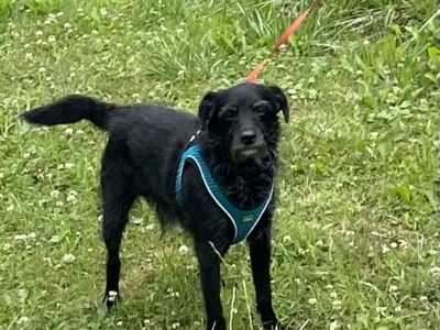 Zaginął Piesek w Rychwałdku