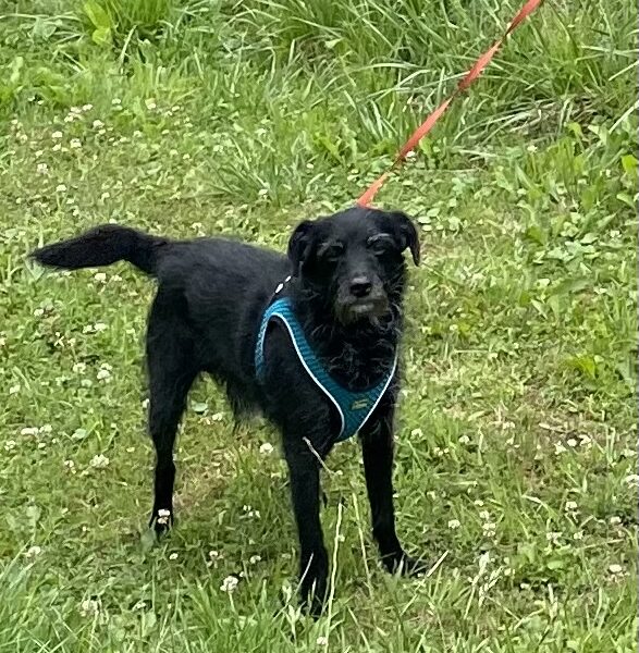 Zaginął Piesek w Rychwałdku