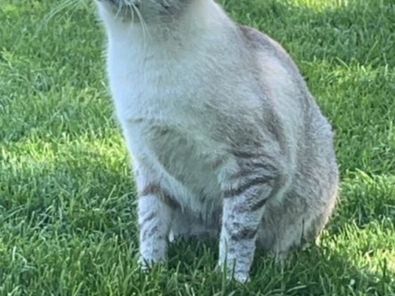 Zaginął kotek rasy Tajski Syjam (startego typu)