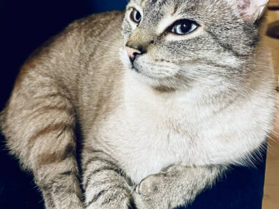 Zaginął kotek rasy Tajski Syjam (startego typu)