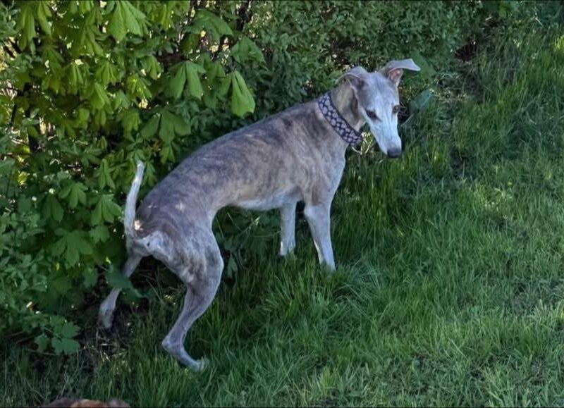Zaginął Pies Chart Angielski