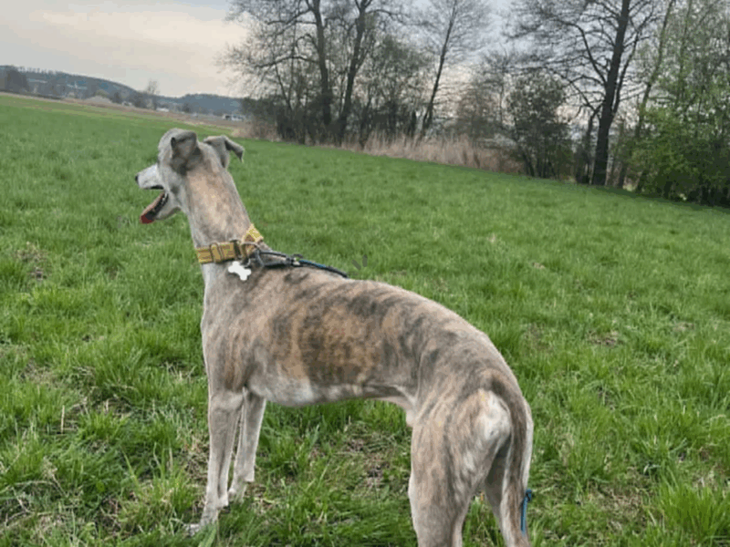 Zaginął Pies Chart Angielski