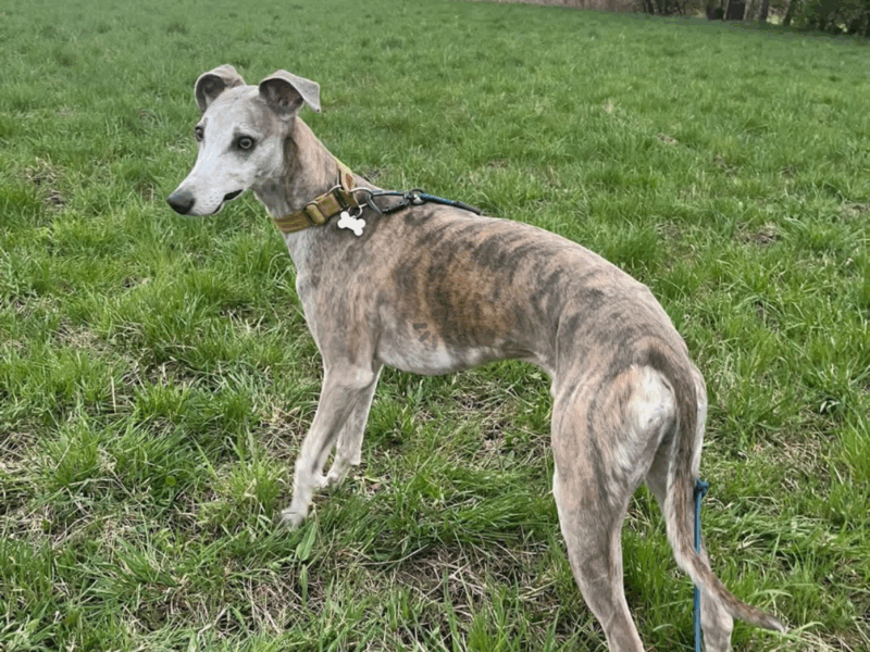 Zaginął Pies Chart Angielski