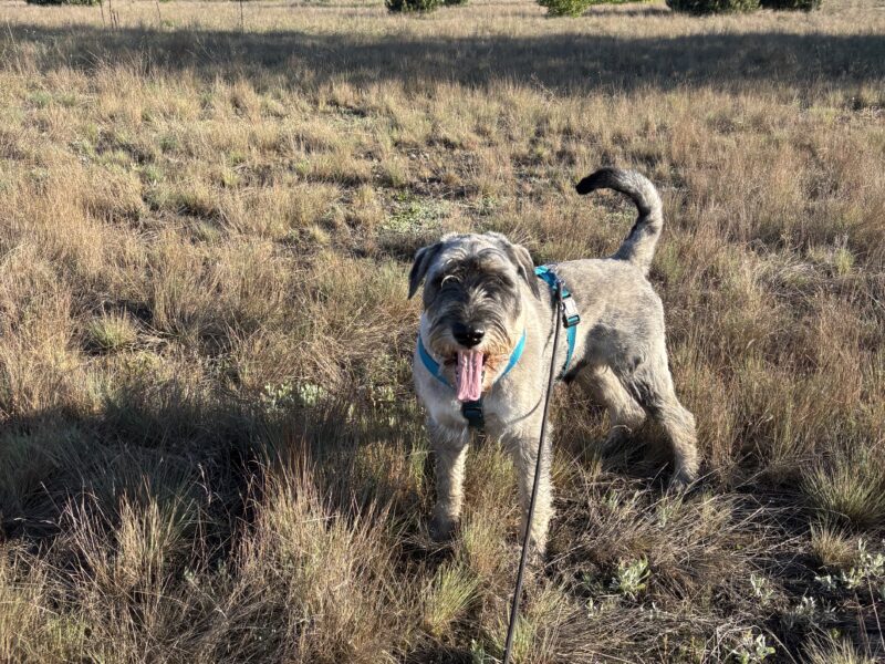 Poszukiwany uciekinier Astro