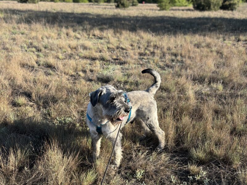 Poszukiwany uciekinier Astro