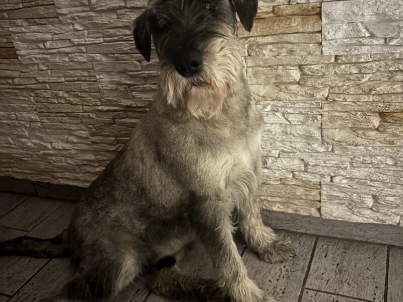 Poszukiwany uciekinier Astro