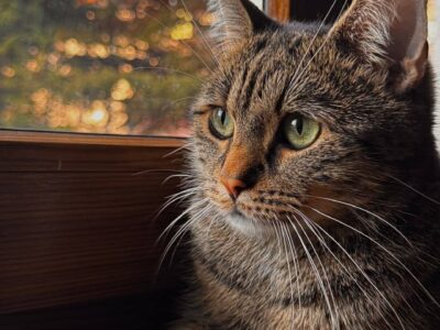 ZAGINĄŁ KOT – PROSIMY O POMOC!