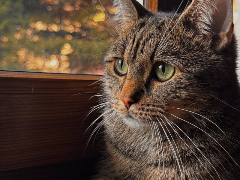 ZAGINĄŁ KOT – PROSIMY O POMOC!