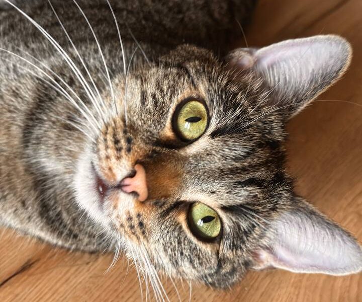 ZAGINĄŁ KOT – PROSIMY O POMOC!