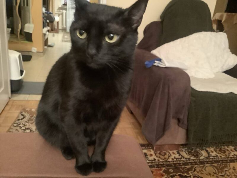 Zaginęła czarna roczna koteczka