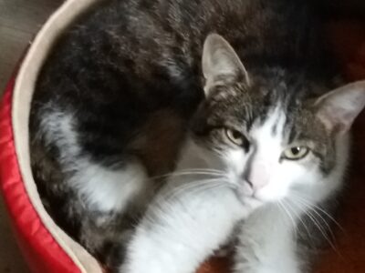 Zaginęła 12-letnia kotka