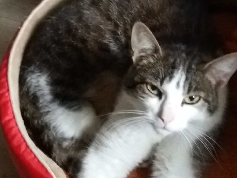 Zaginęła 12-letnia kotka