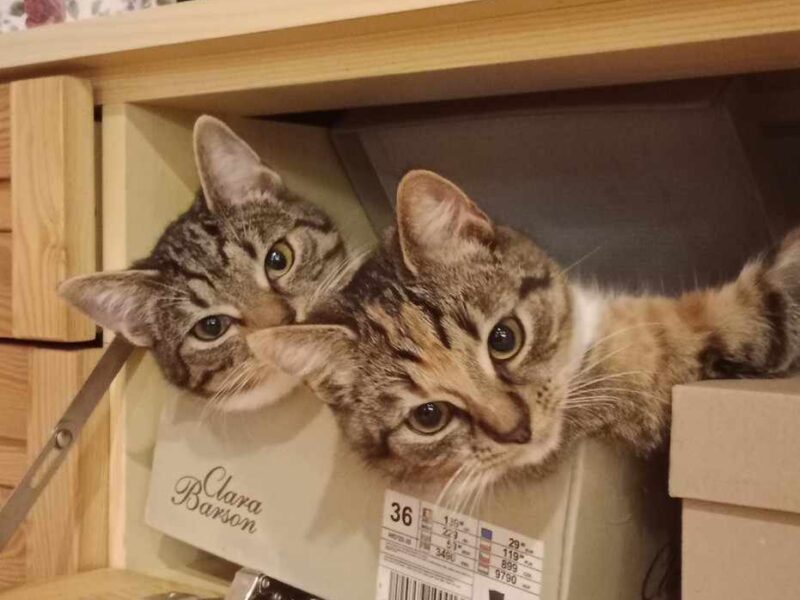 Zaginęło kocie rodzeństwo