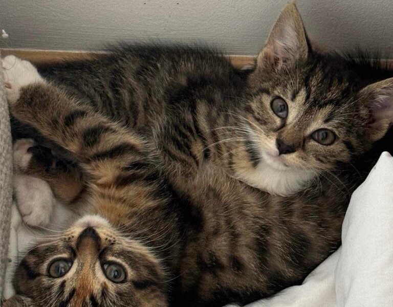 Zaginęło kocie rodzeństwo