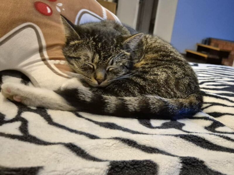 Zaginął kot ŁOMŻA