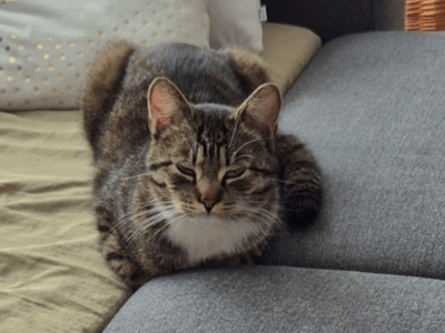 Zaginął kot ŁOMŻA