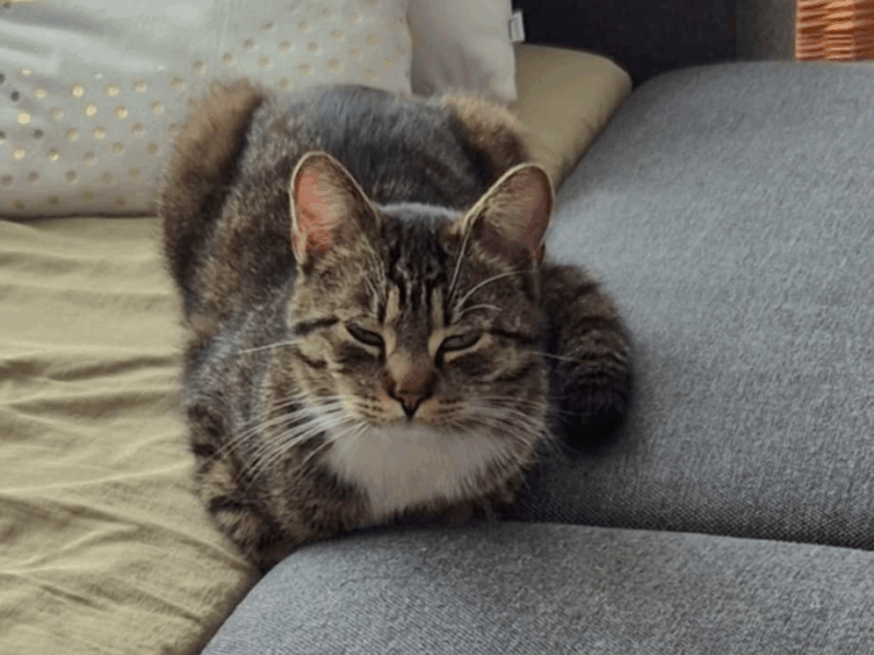 Zaginął kot ŁOMŻA