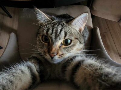 Zagnięła roczna kotka