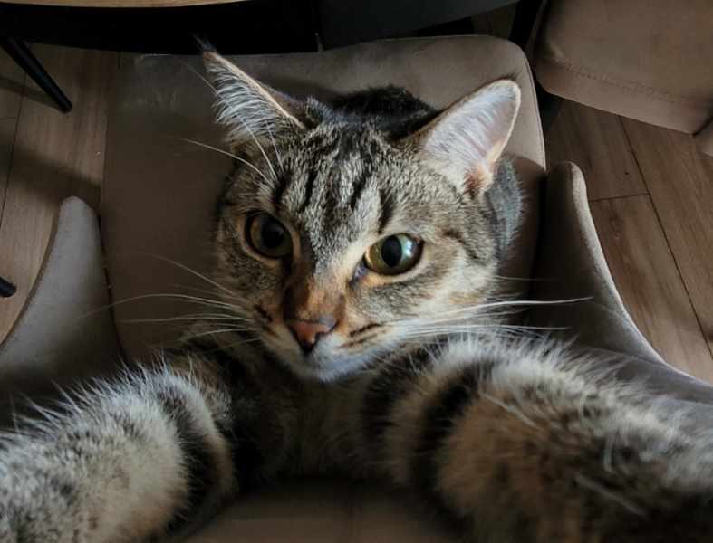 Zagnięła roczna kotka