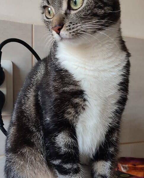 Zaginęła kotka Kaktusia