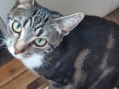 Zaginęła kotka Kaktusia