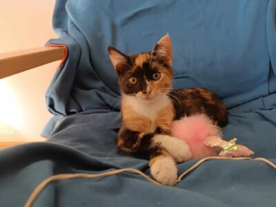 Proszę o pomoc w odnalezieniu