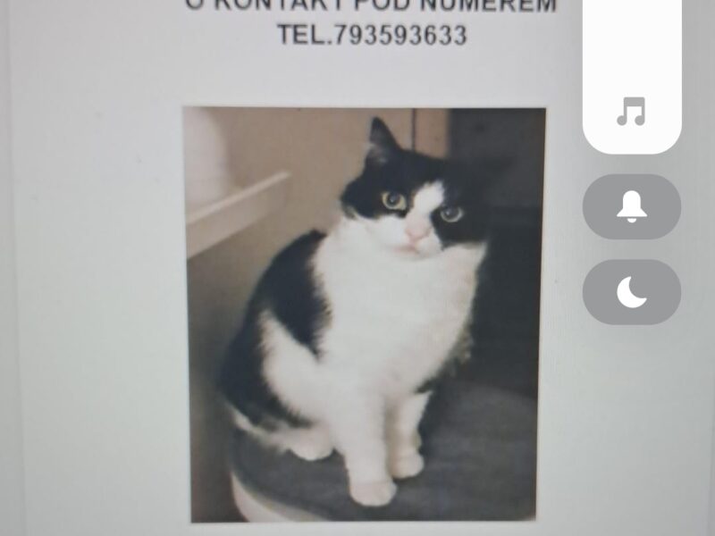 Zaginął kotek Maciuś