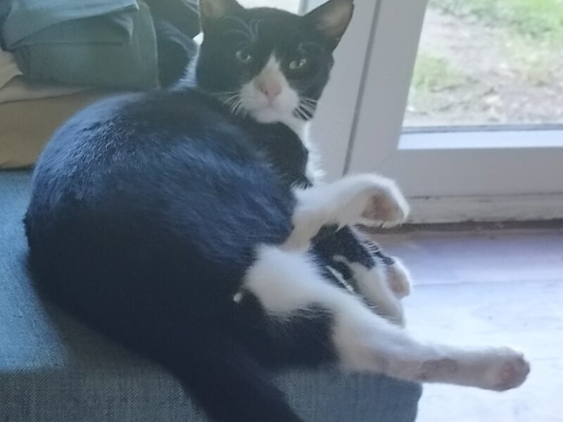 Zaginął czarno-biały kocur Przystawy