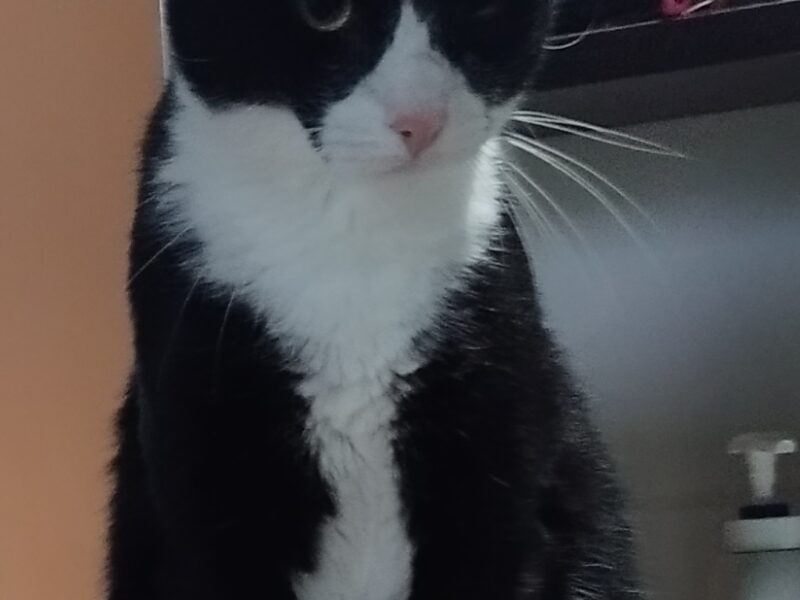 Zaginął czarno-biały kocur Przystawy